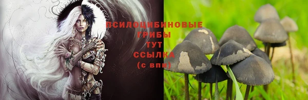 прущие крисы Новокубанск